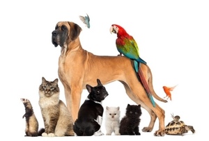 Animal Blessing Event for all. A tradition of love.