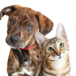 Fearless Kitty Rescue Free Dog and Cat Microchip Event - November 16th - 10AM - Noon