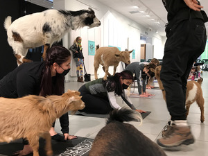 Baby Goat Yoga