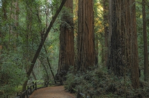 Redwood Grove Guided Walk
