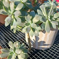 Edwardsville Garden Club - November Meeting