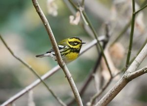 Birdwatching at Henry Cowell Redwoods