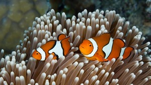 Diving the Great Barrier Reef | National Geographic Live