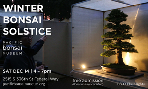 Winter Bonsai Solstice
