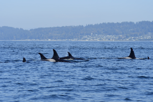 Welcome the Orcas 2024 12/10/24 West Seattle