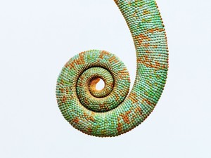 Preschool Explorers: Tall Tails