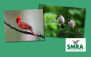 Chappaqua Library In-person Program: Saw Mill River Audubon Best Photos