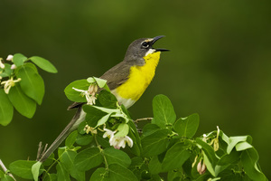 Birding and More, West of Denver by Ken Cook