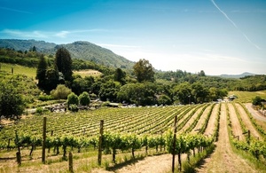 State of the Grape 2024