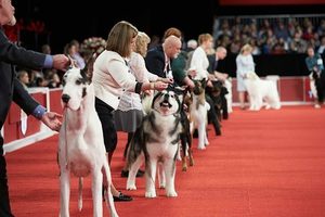The Great American Dog Show