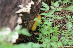 Plant Walk at Big Basin Redwoods State Park