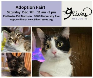 Cat and Kitten Adoption Fair