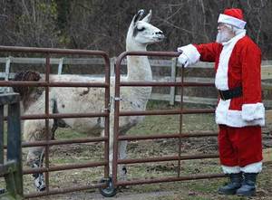 Meet Santa Claus and his friendly farm animals