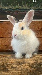 Westmoreland Sanctuary: Meet the Animals & Nature Hike