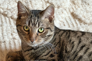 PAWS Chicago Meow Mixer