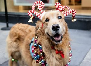 Shelter Animal Toy Drive