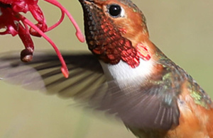 Early Bird Saturday at the Arboretum
