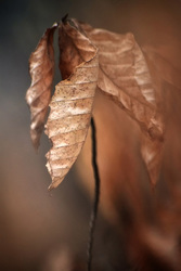 Timothy Lynch, Gaithersburg Photographer