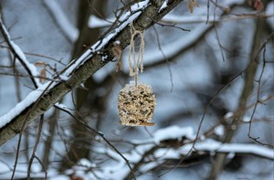 Crafting Bird Feeders