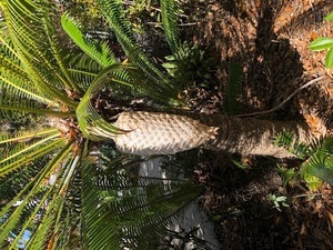Garden Talk: Amazing Cycads