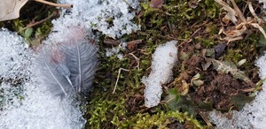 New Year's Eve Forest Bathing: A Restorative Journey with Nature and Mindfulness