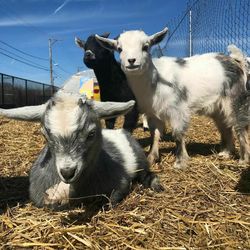Feed Your Christmas Tree to Goats