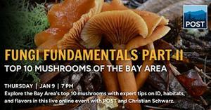 Fungi Fundamentals Part II: Top 10 Mushrooms of the Bay Area (Online Event)