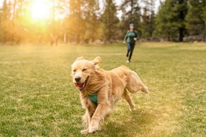 Are You Giving Your Dog Enough Quality Outdoor Time?