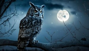 Search For Owls on a Night Hike