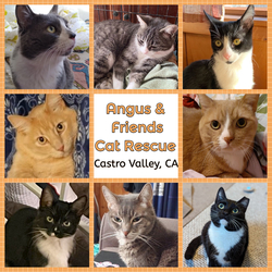 Cat Adoption Fair at Bayfair PetSmart in San Leandro on Saturday 1/11/25!