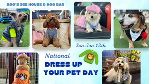 National Dress Up Your Pet Day