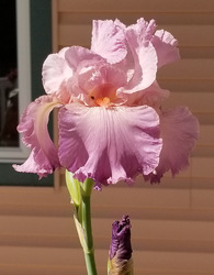 Garden State Iris Society Flower Show