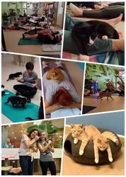 Yoga with Cats and Kittens