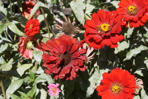 Nature Talk: How Wildlife Adapt to Human Land-Use, from Deep Forests to Backyard Gardens