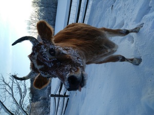 Winter's Day on the Farm at Fosterfields