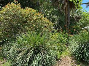 Florida-Friendly Yard Program