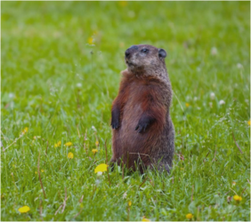 Preschool Explorers: Groundhogs (AM)