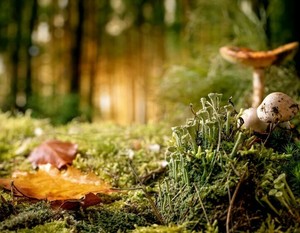 Nature Hike: Fairies