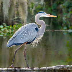 Seminar: Birding Basics 101: Basic Birding ID Skills to Enjoy the Wonder of Birds