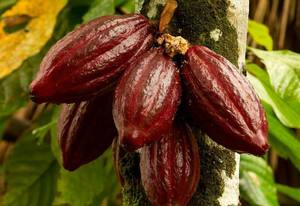 "The Story of Chocolate and Migrating Birds" - RVGC February 2025 Program