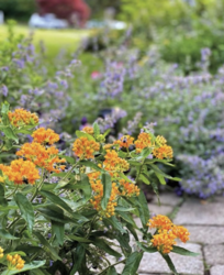 Chappaqua Library Online Program: Three Easy Ways to Start a Cut Flower Garden