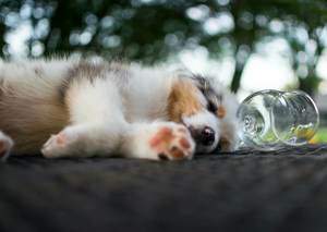 Puppy Bowl and Super Sunday Watch Party at Lakewood Brewing Co.