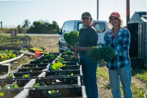 Volunteer to Pack CSA Baskets with Veggies every Wed. from 9-11am