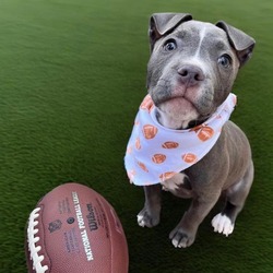 Dog Adoption Event & Puppy Kissing Booth