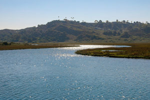 Join Nature Collective For Their San Elijo Lagoon Restoration + Monitoring Presentation (Virtual)