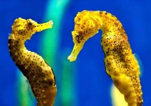 Profs & Pints Alameda: Love Lessons from Animal Research