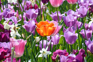 Dallas Blooms 2025: 'Outside the Ordinary'