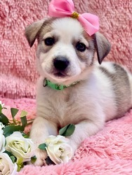 My Furry Valentine Pet Adoption at Woodland Hills Mall