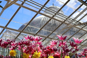 Spring Flower Exhibit at the Buffalo and Erie County Botanical Gardens