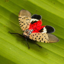 Invasive Species in the Landscape | Speaker Series at the Botanical Gardens